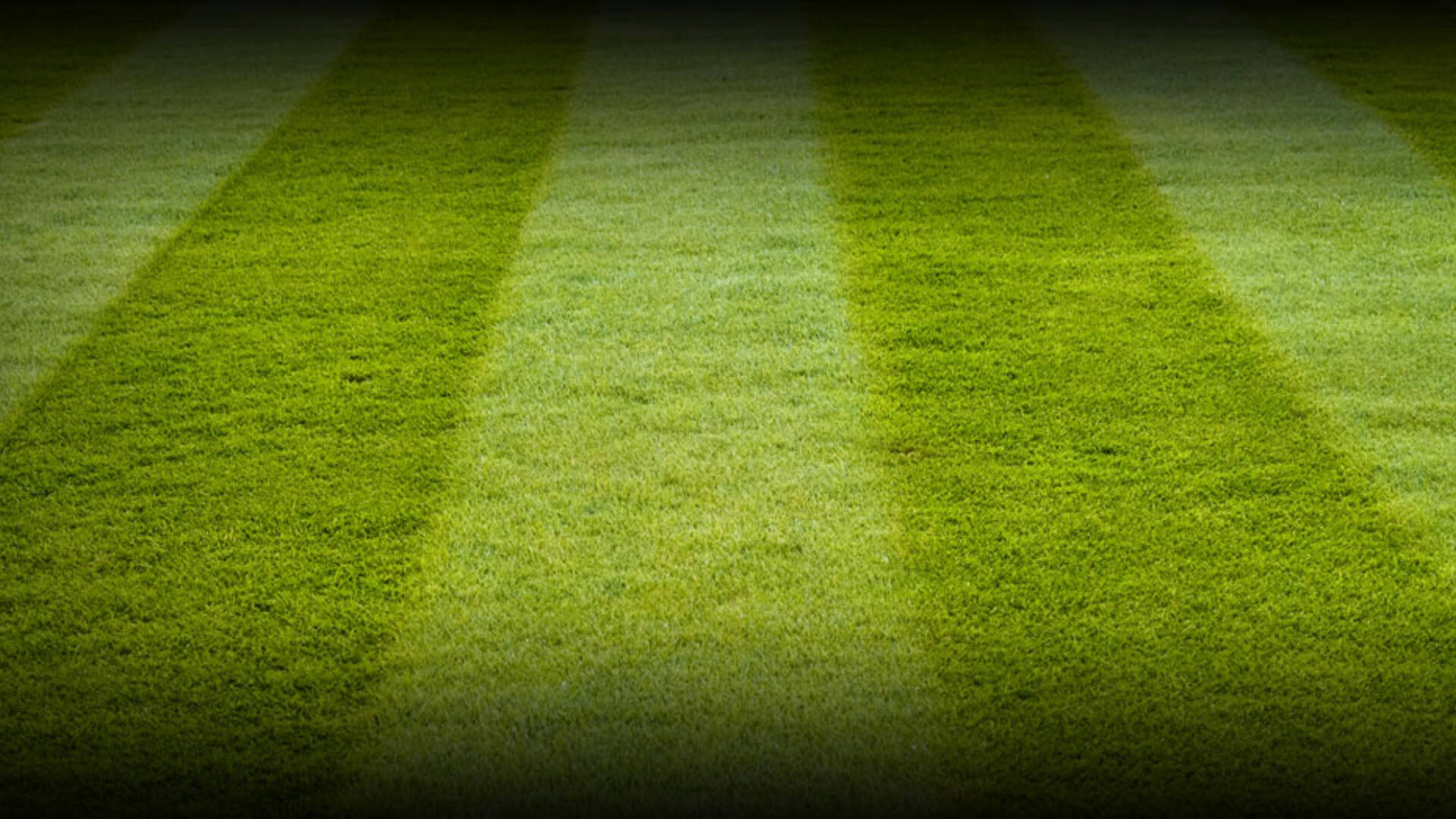 Lawn Turf